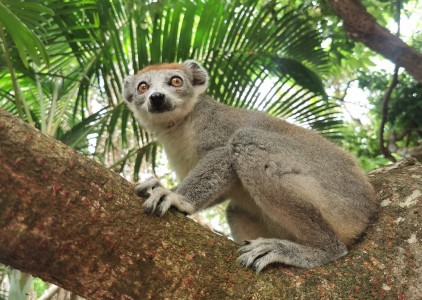 Co warto zobaczyć na Madagaskarze?