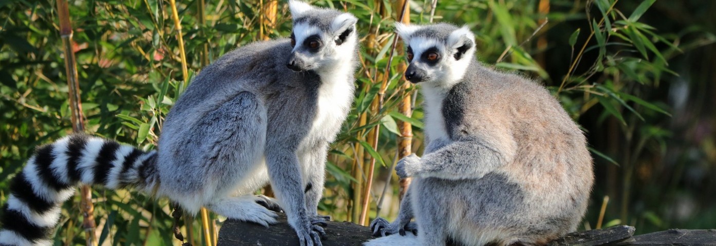 Madagaskar - potwierdzony wyjazd jesienią