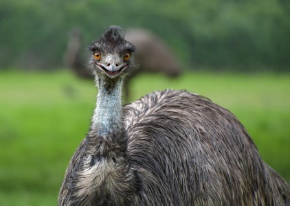Australia i wojna z emu – najdziwniejszy konflikt w historii?