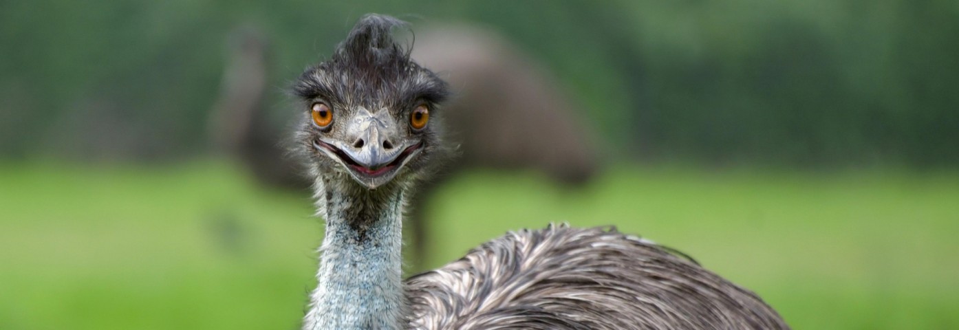 Australia i wojna z emu – najdziwniejszy konflikt w historii?