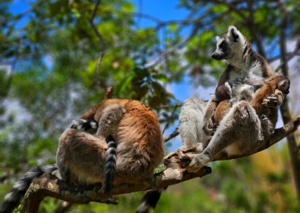 Lemury na Madagasakrze