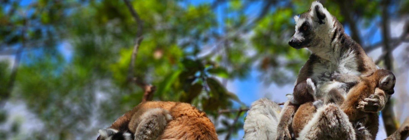 Lemury na Madagasakrze