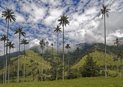 Dolina Cocora, Kolumbia - kraina najwyższych palm świata