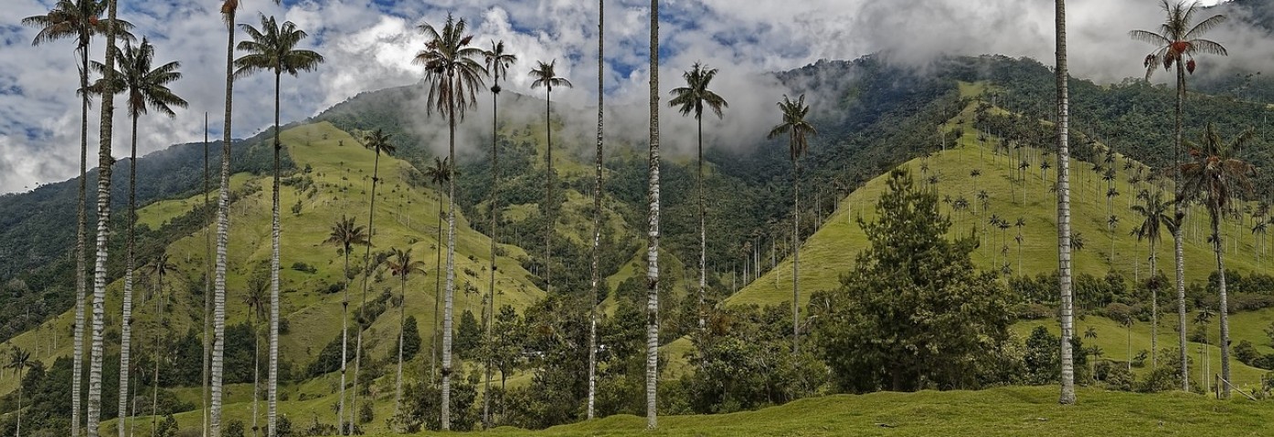 Dolina Cocora, Kolumbia - kraina najwyższych palm świata