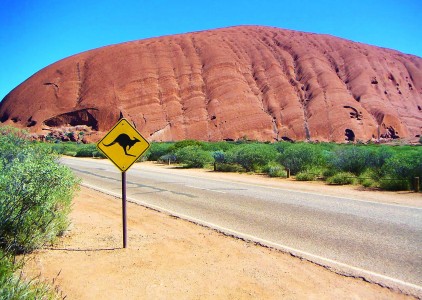 Kangury: skaczący włodarze Australii. Co musisz o nich wiedzieć?