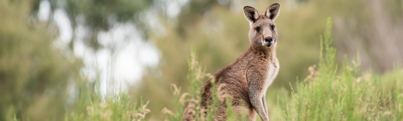 Wyprawa do krainy kangurów?