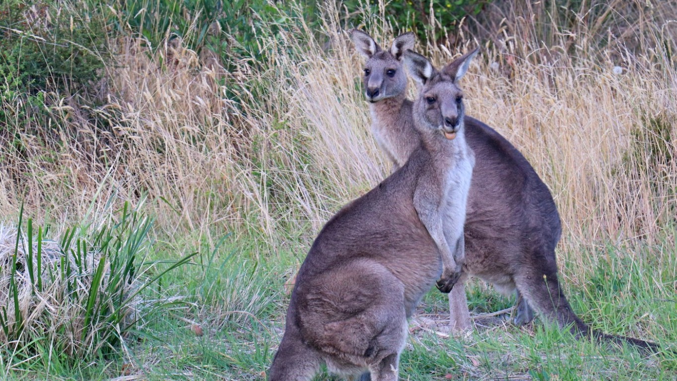 Wycieczka do Australii.