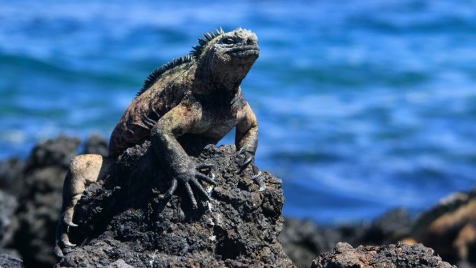 Wycieczka do Ekwadoru i na Wyspy Galapagos.
