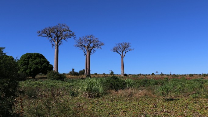 Wycieczka na Madagaskar.